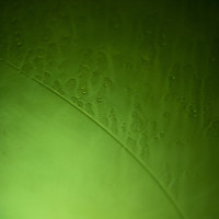 12 · Feeling green
Click to view previous post