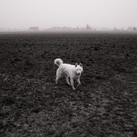 54 · White dog, I