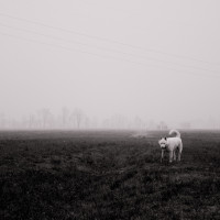 56 · White dog, II