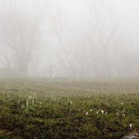 73 · Mist and flowers
Click to view previous post
