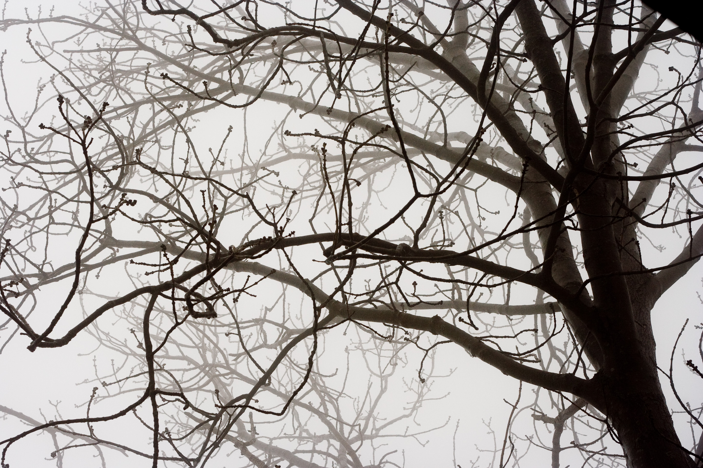 74 · Branches
Click to view previous post