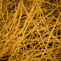 79 · Neon branches
Click to view previous post