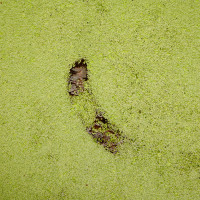 98 · Green thing
Click to view previous post