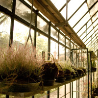 100 · Carnivorous plants greenhouse