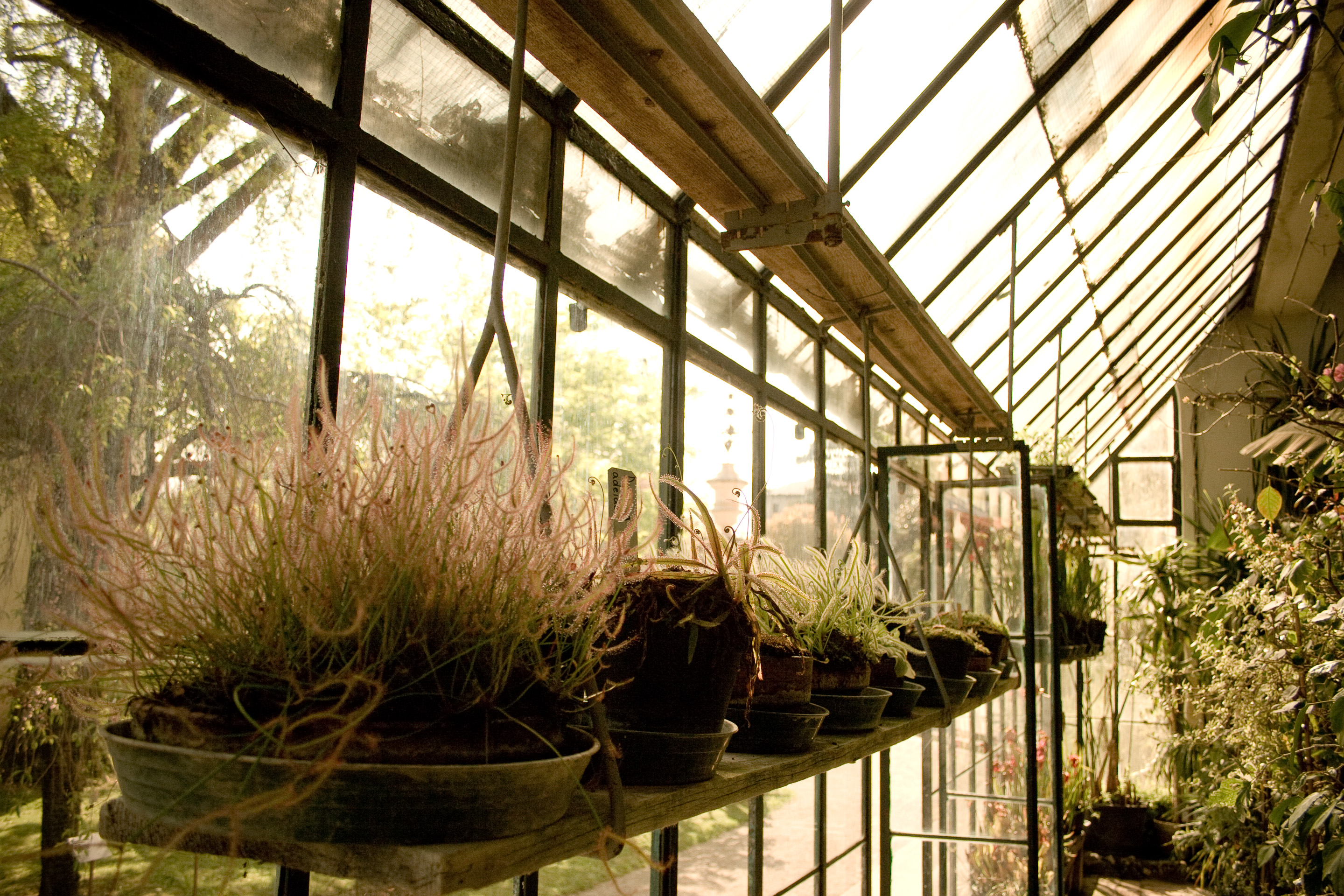 100 · Carnivorous plants greenhouse
Click to view previous post