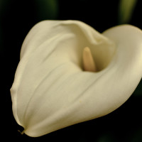 105 · Calla
Click to view previous post