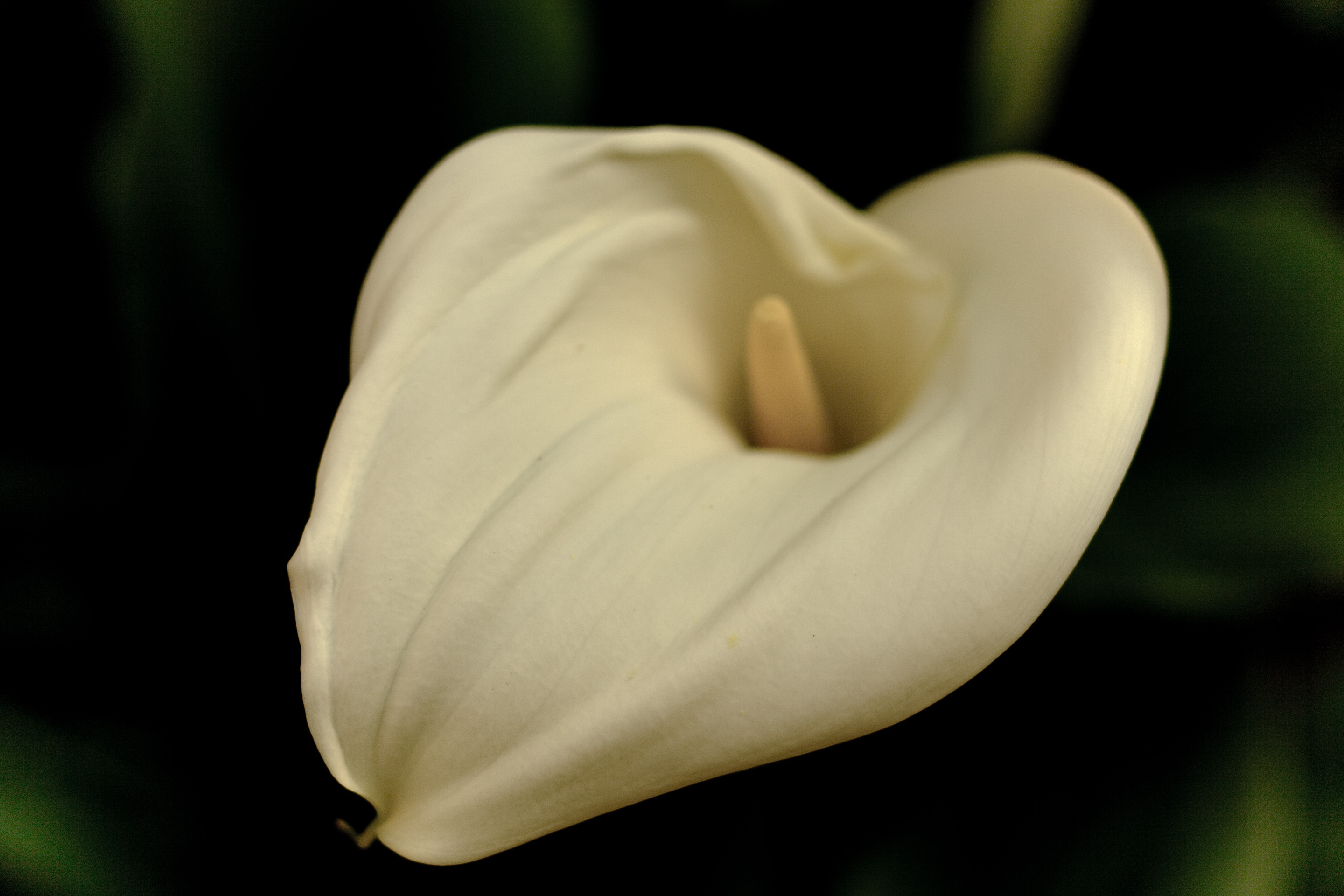 105 · Calla
Click to view previous post