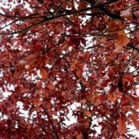 110 · Leaves
Click to view previous post