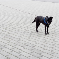 111 · On a leash
Click to view previous post