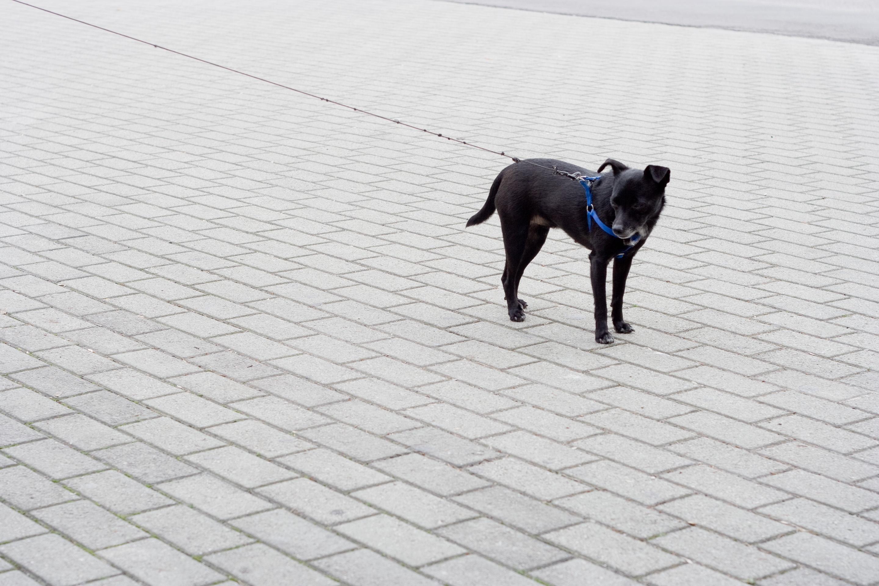 111 · On a leash
Click to view previous post
