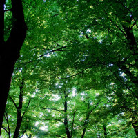 136 · You can't see the forest for the trees
Click to view previous post