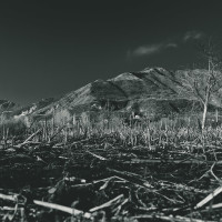 155 · Sunflowers field in winter