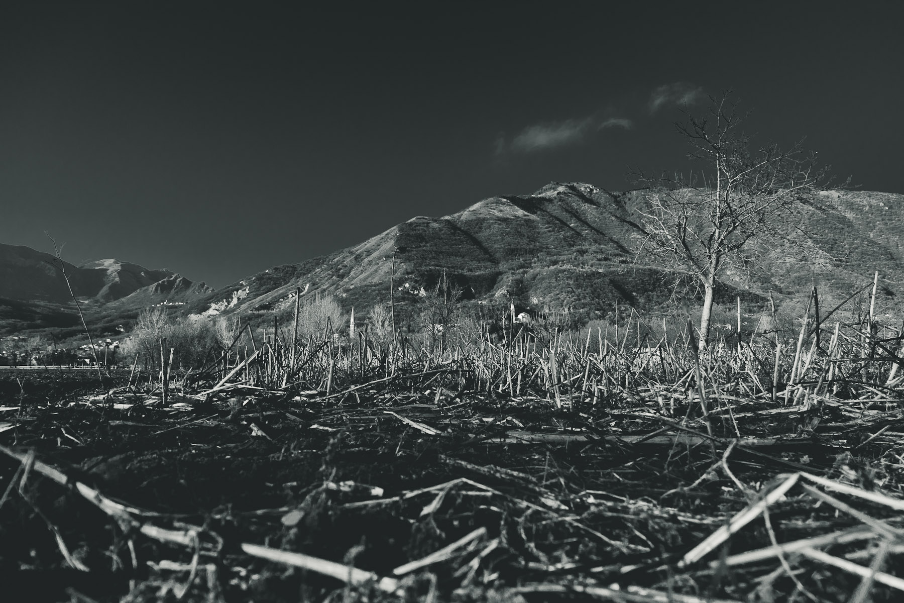 155 · Sunflowers field in winter
Click to view previous post