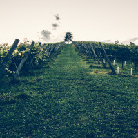 251 · Vineyard