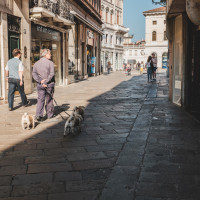 310 · Dog walking