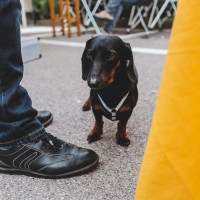 329 · A small dog