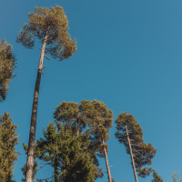 330 · Tall trees