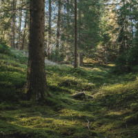 331 · A clearing