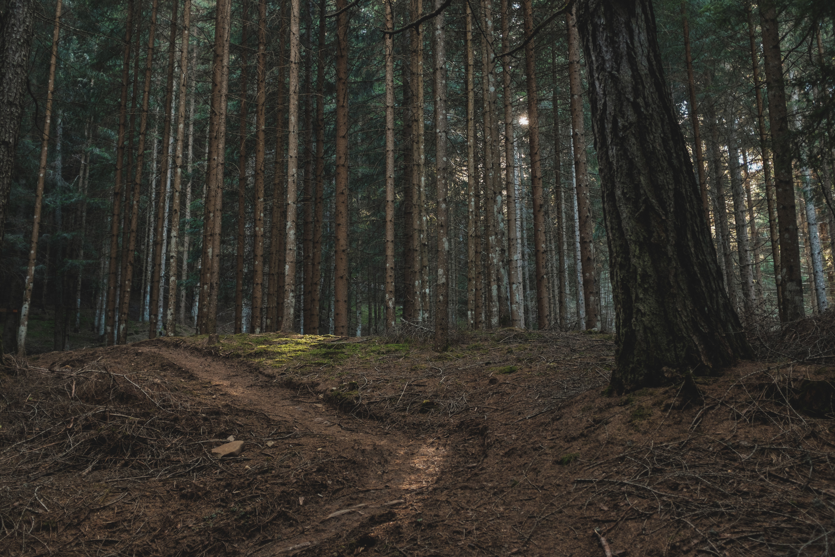 332 · Faint sunlight
Click to view previous post