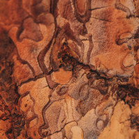 346 · Bark