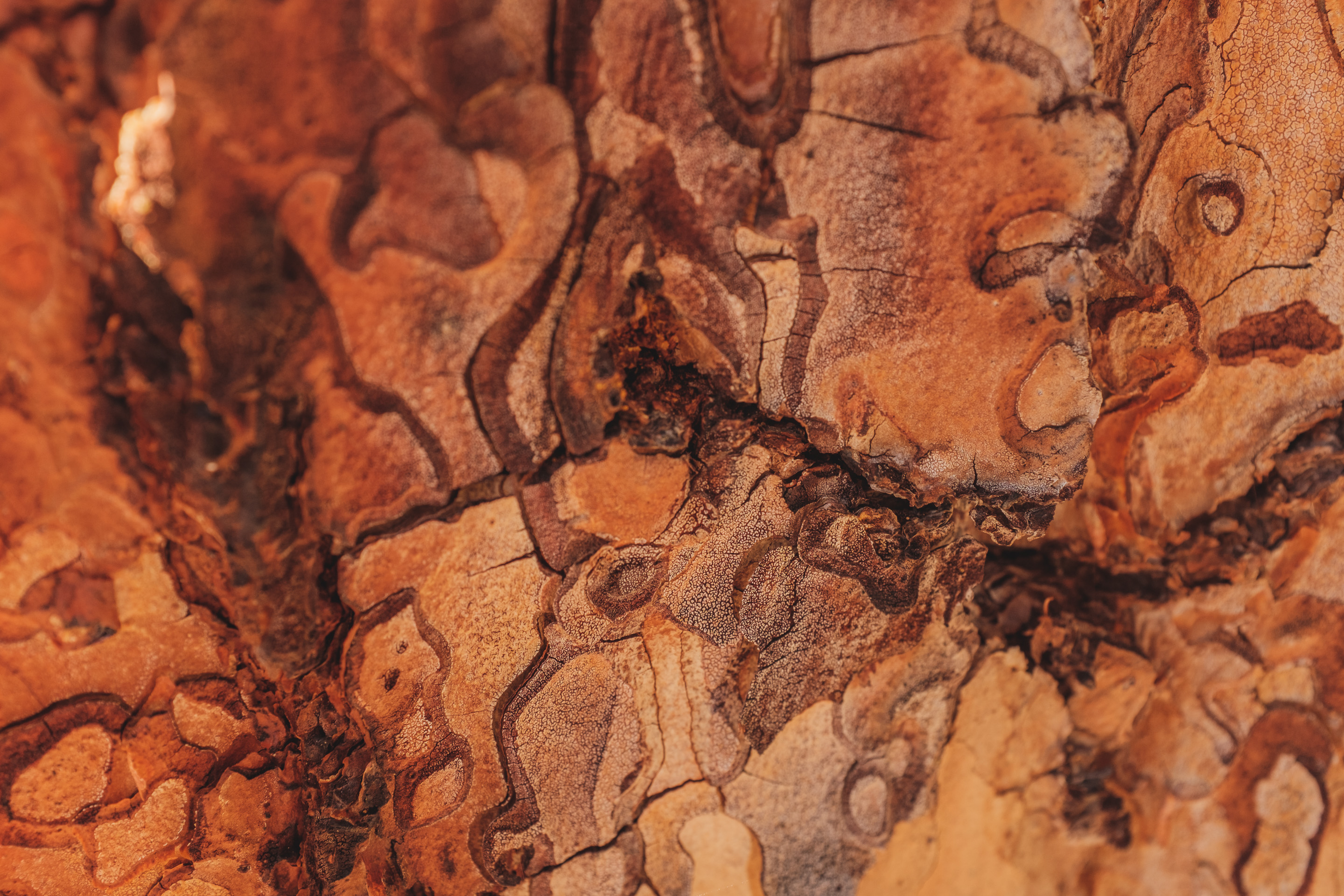 346 · Bark
Click to view previous post