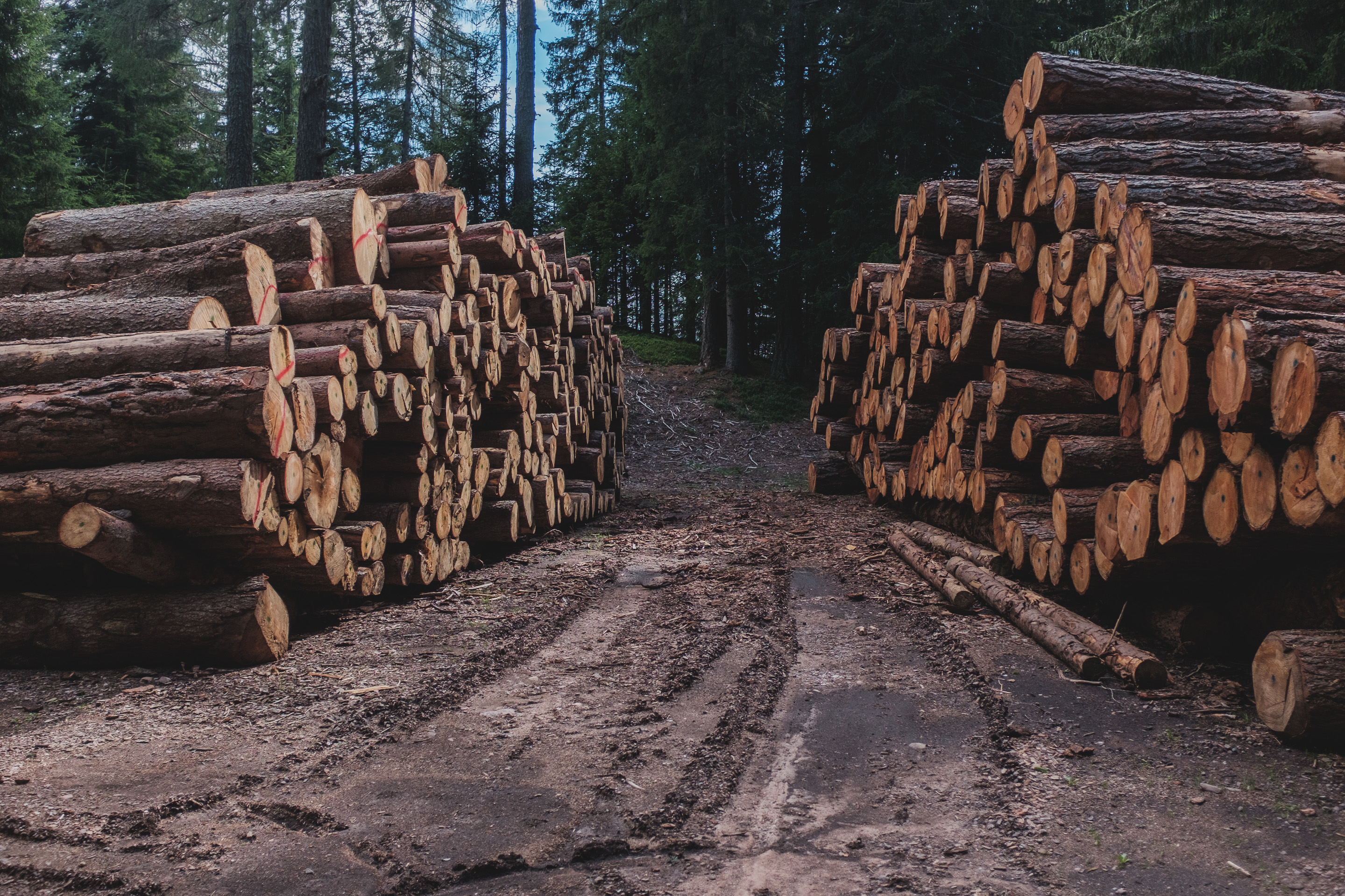 381 · Logs
Click to view previous post
