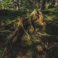 382 · Roots