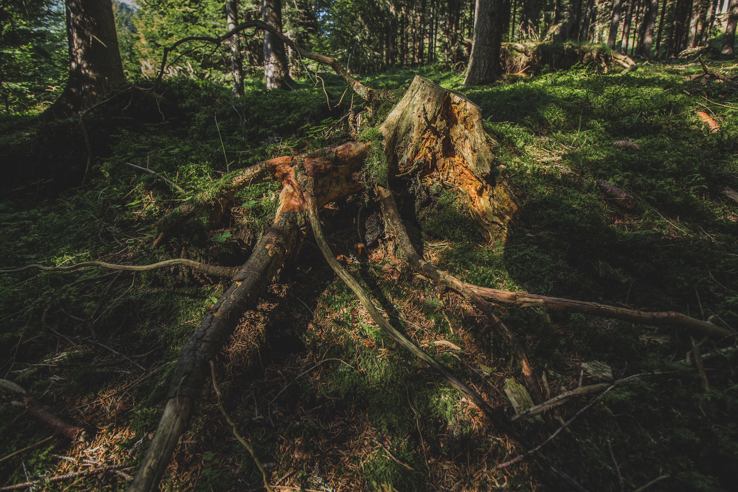 382 · Roots
Click to view previous post