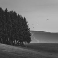 390 · The crows